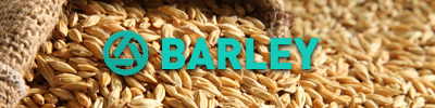 Barley