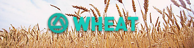 Wheat